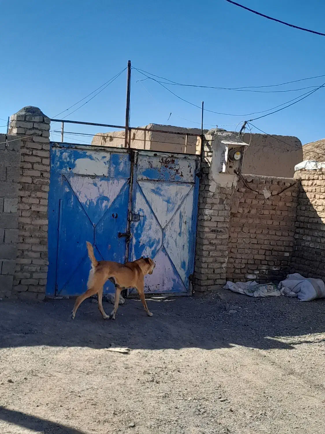 سگ فروشی|سگ|تربت جام, جلگه موسی آباد|دیوار