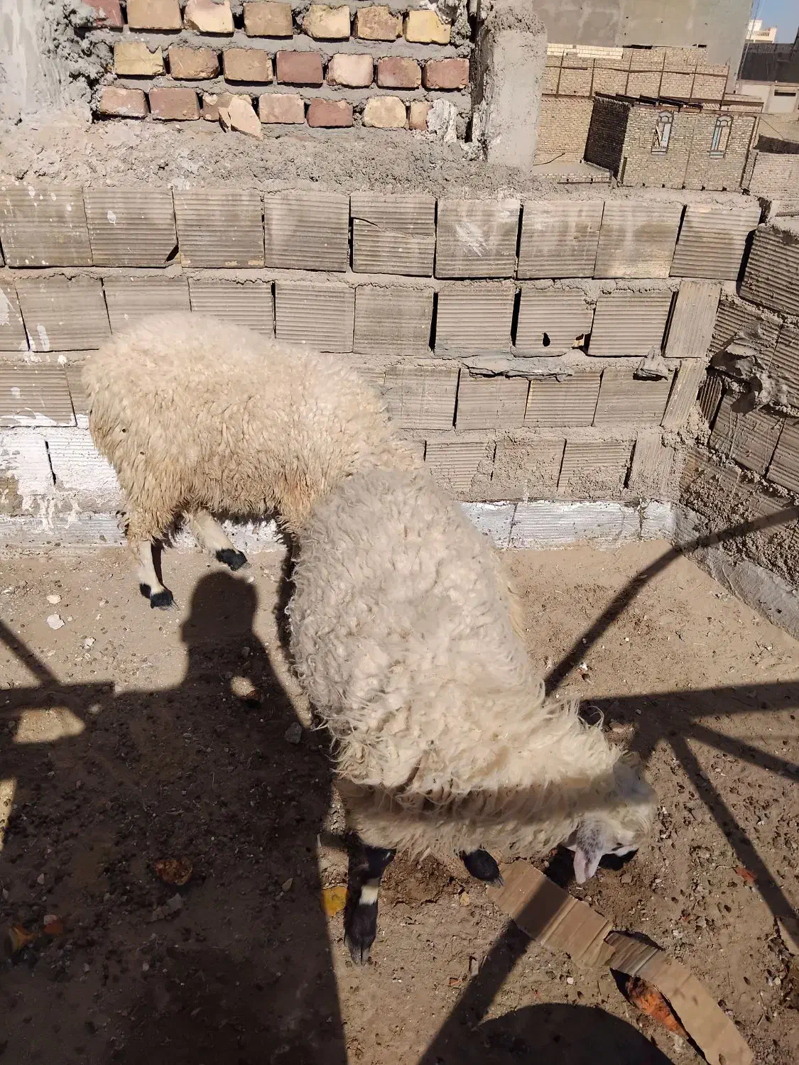 دو بره نر فروشی|حیوانات مزرعه|زابل, |دیوار