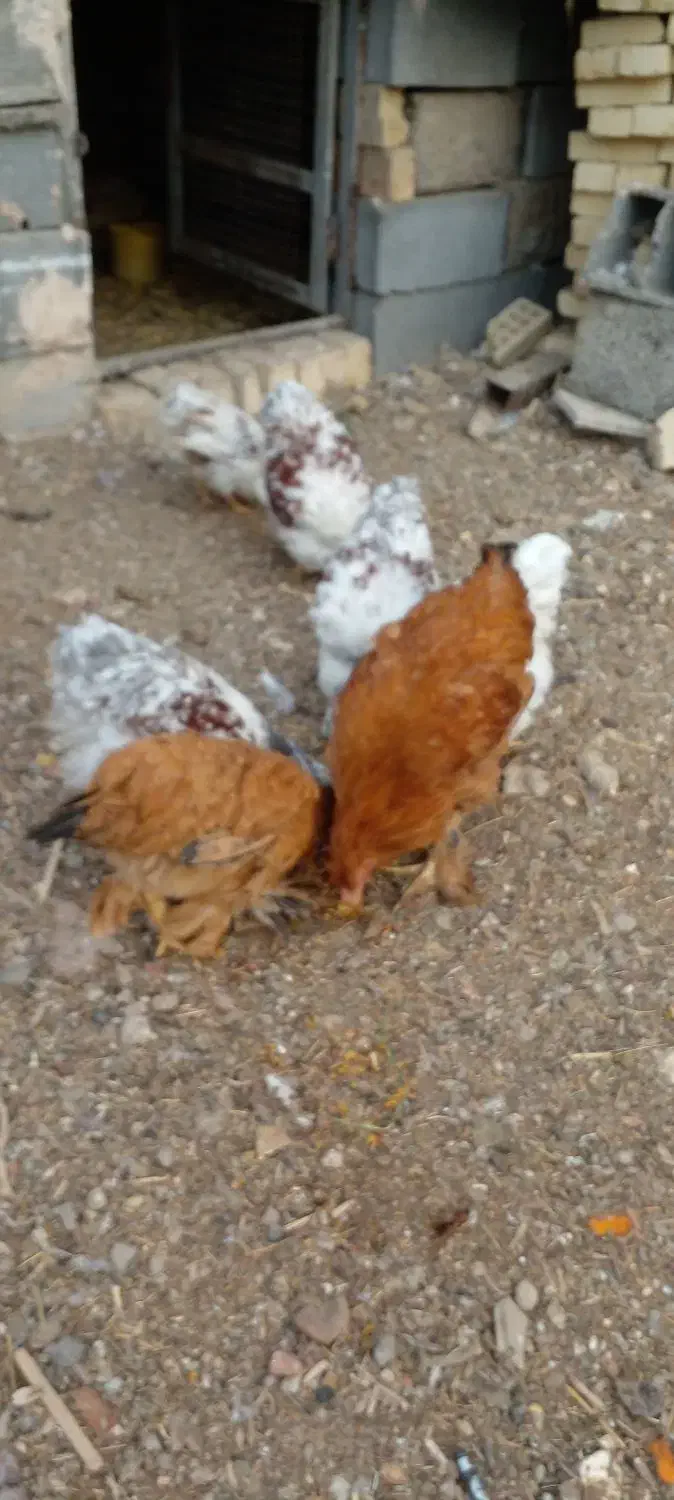 ویاندوت معاوضه|حیوانات مزرعه|اصفهان, سرشبادران|دیوار