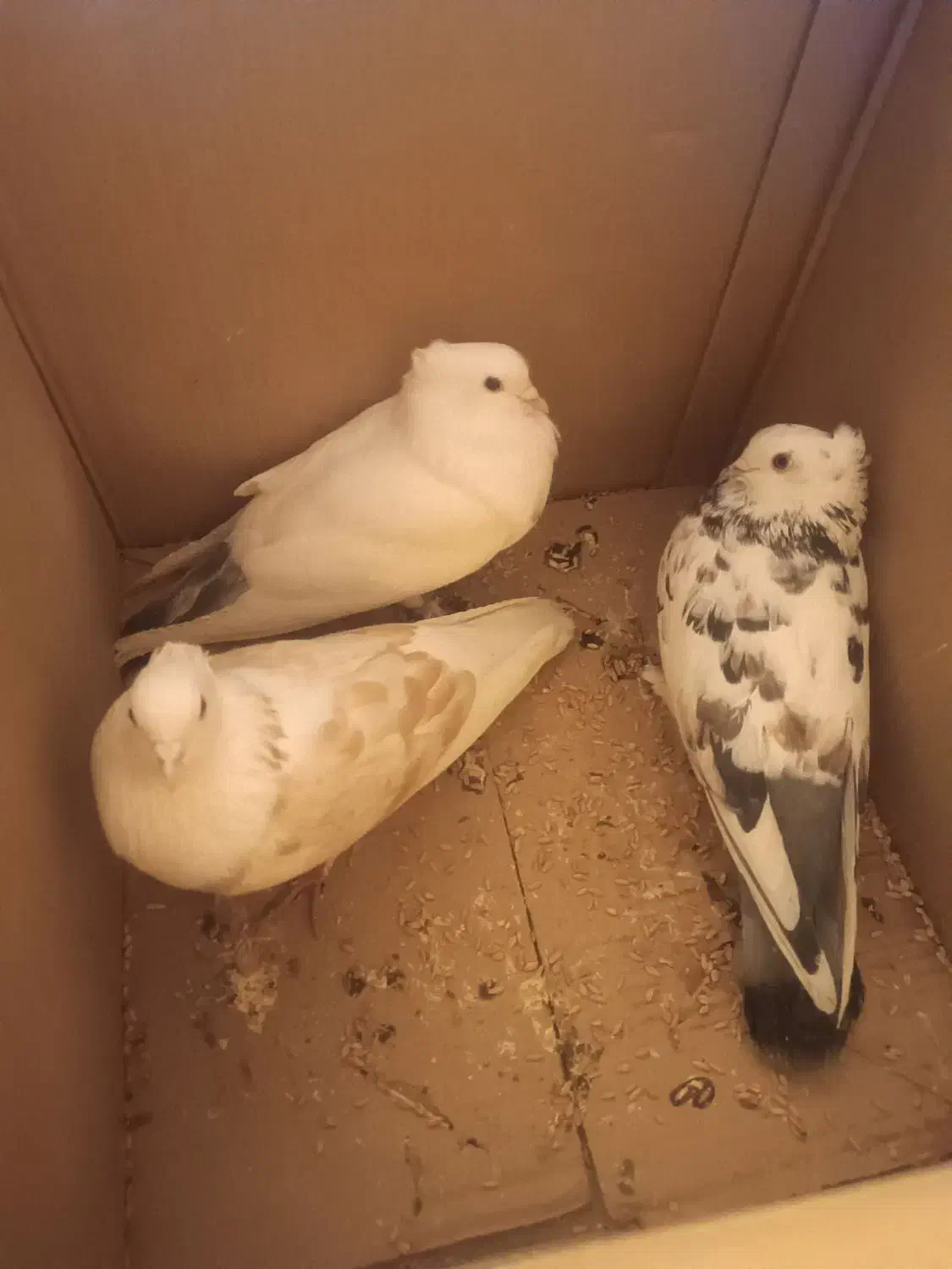 کفتر|پرنده|کرج, برغان|دیوار