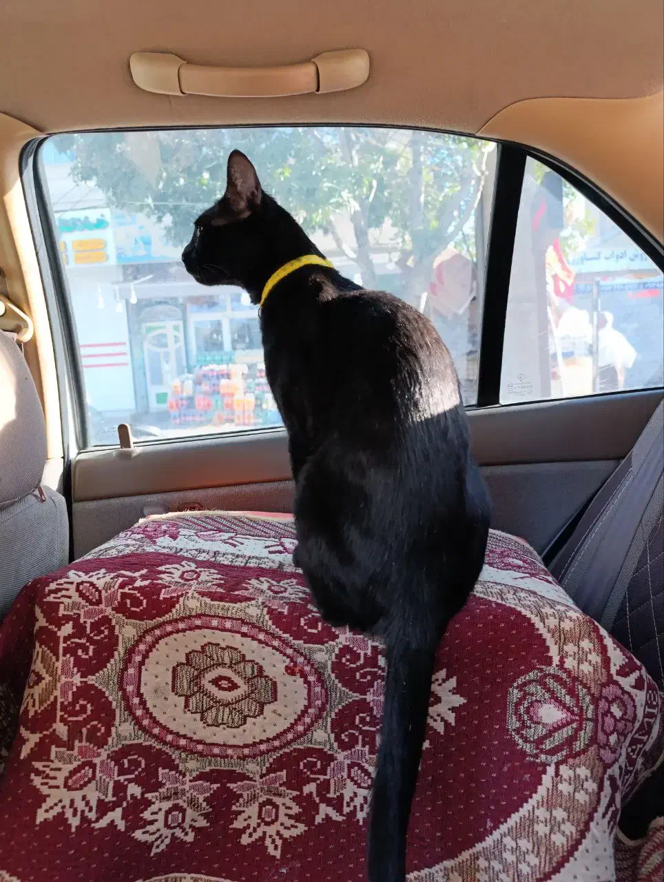 گمشده|حیوانات|بوکان, |دیوار