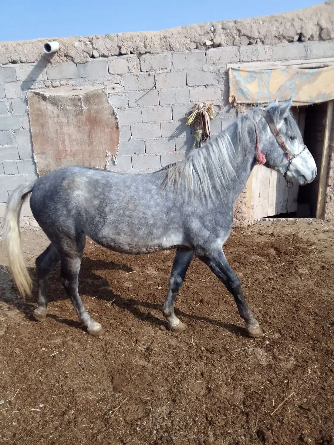 اسب آرام جوان ۳ ساله|اسب و تجهیزات اسب‌سواری|میاندوآب, |دیوار