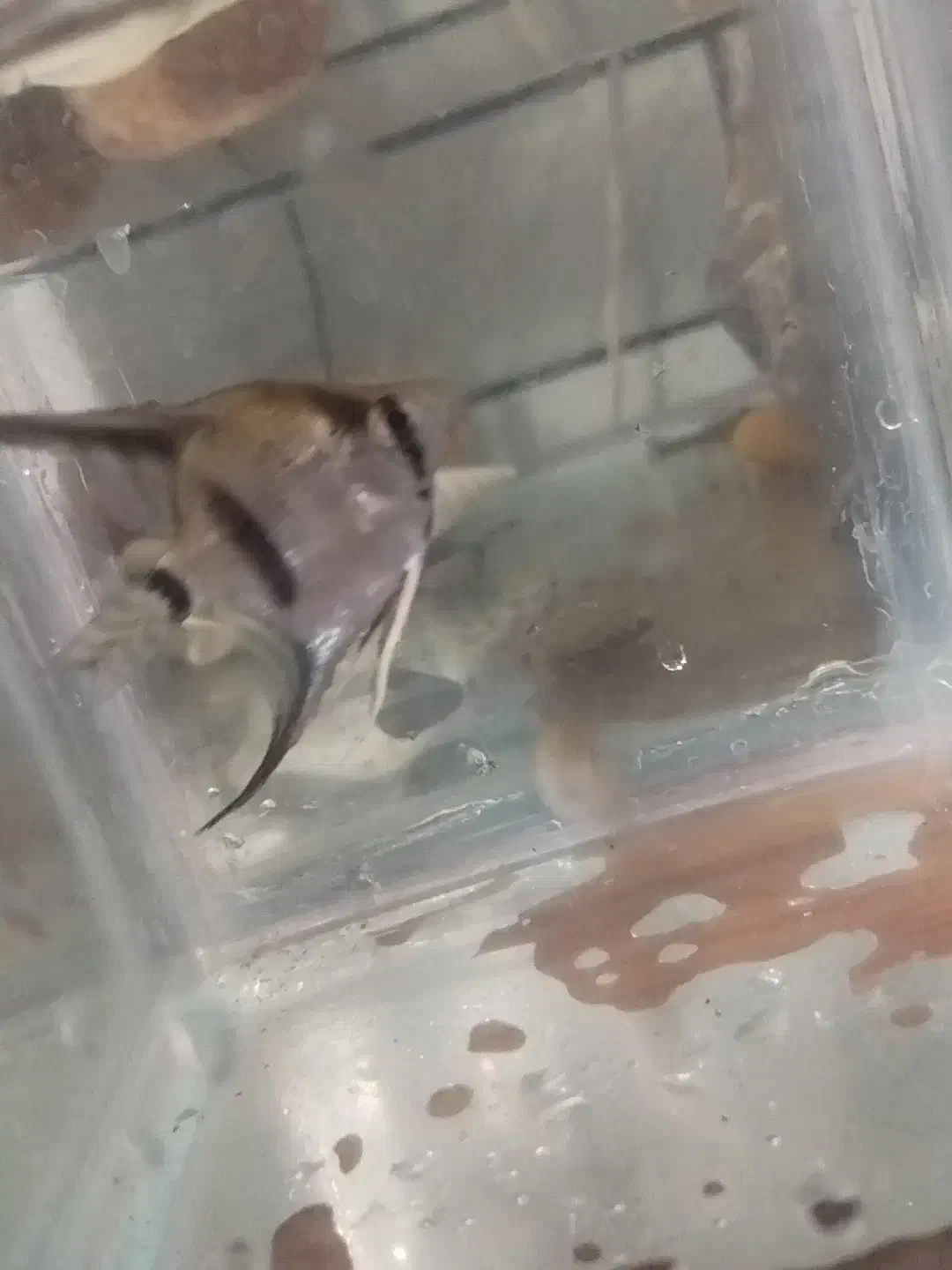 ماهی و آکواریوم|ماهی|دزفول, |دیوار