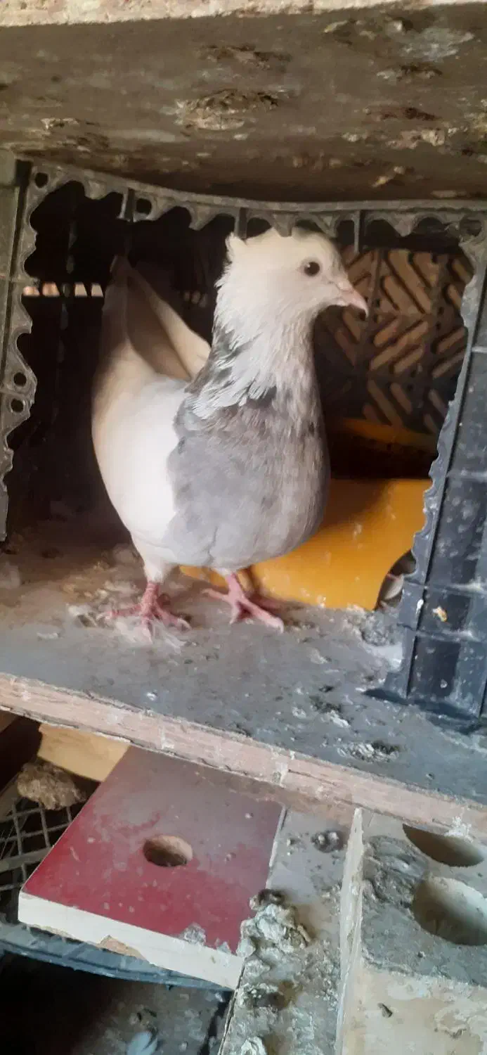 فروش کبوتر|پرنده|بندر ماهشهر, |دیوار