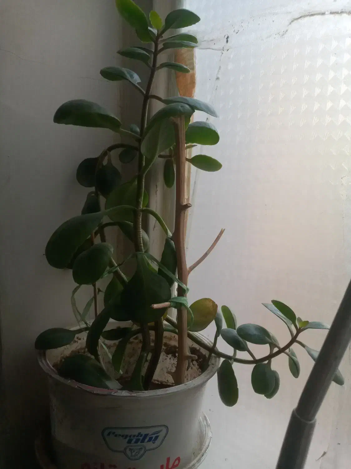 گل و گیاه طبیعی|گل و گیاه طبیعی|مشهد, نوید|دیوار