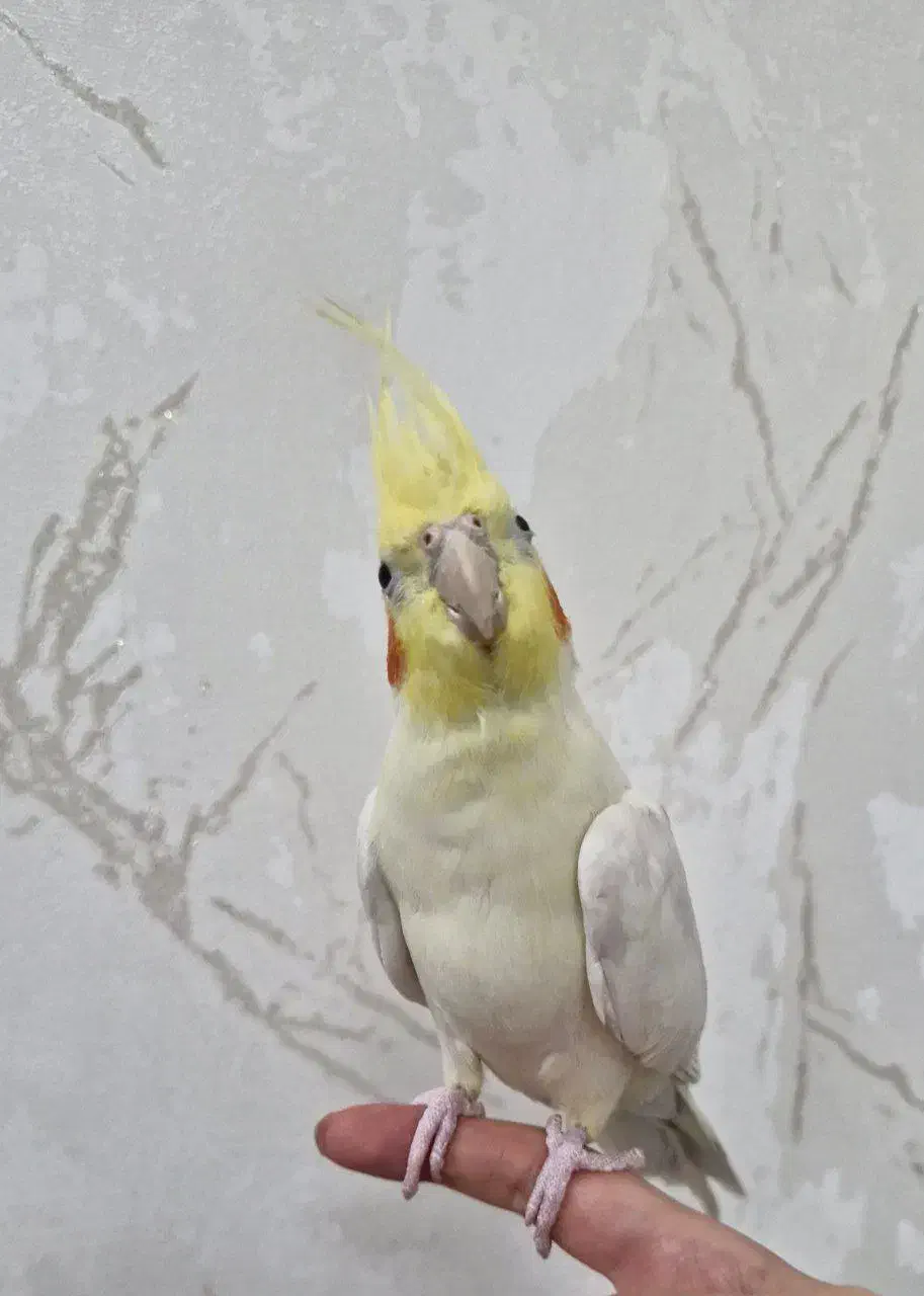 عروس هلندی نرسرحال ،اهلی وسخنگووفوق العاده باهوش|پرنده|مراغه, |دیوار