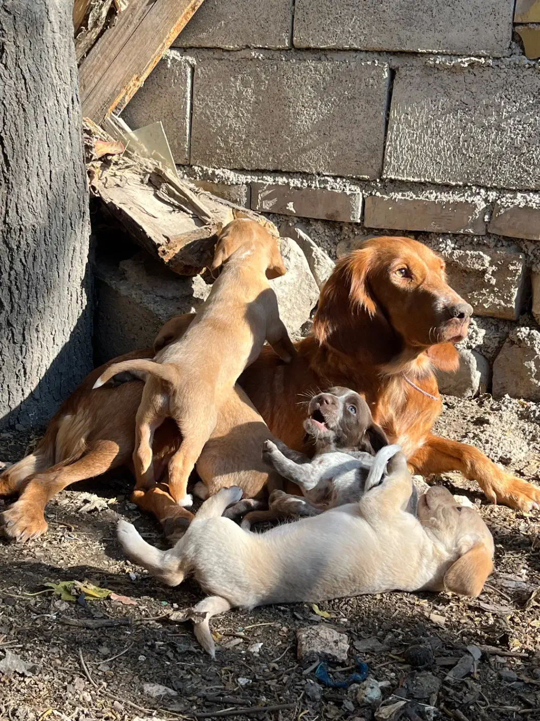 واگذاری توله شکاری|سگ|صادق آباد, |دیوار