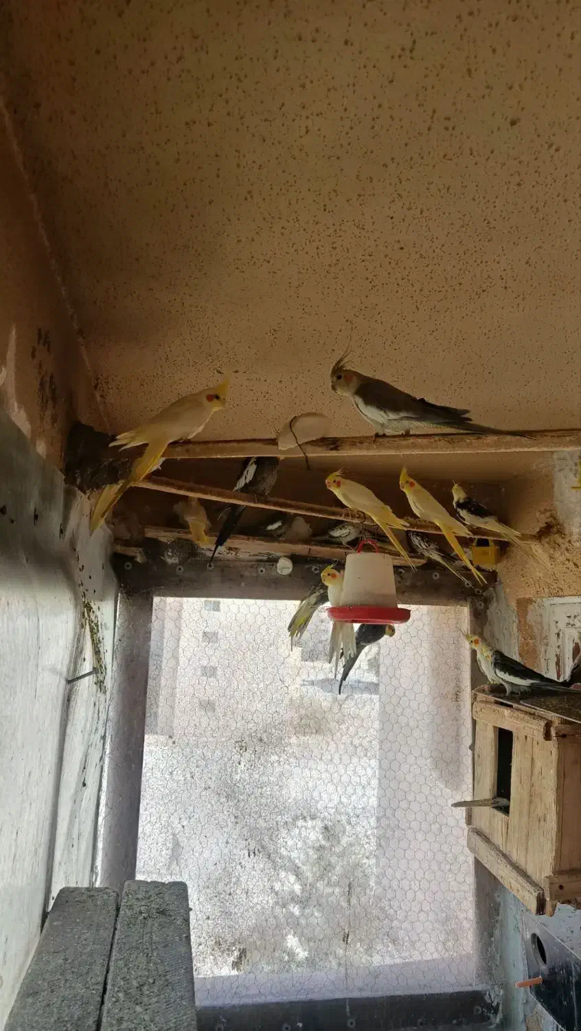 عروس هلندی های درشت سالم و سرحال|پرنده|آبیک, |دیوار