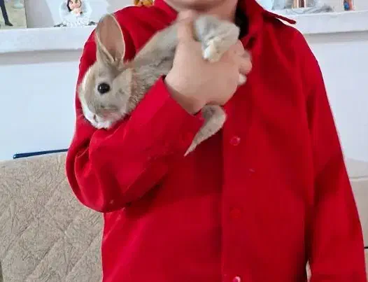 خرگوش کوچولو نژاد هلندی|موش و خرگوش|مرودشت, ژیان|دیوار