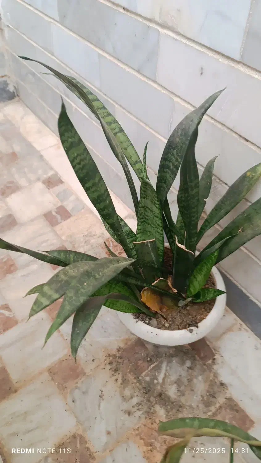 گل و گیاه|گل و گیاه طبیعی|سبزوار, پاسداران|دیوار