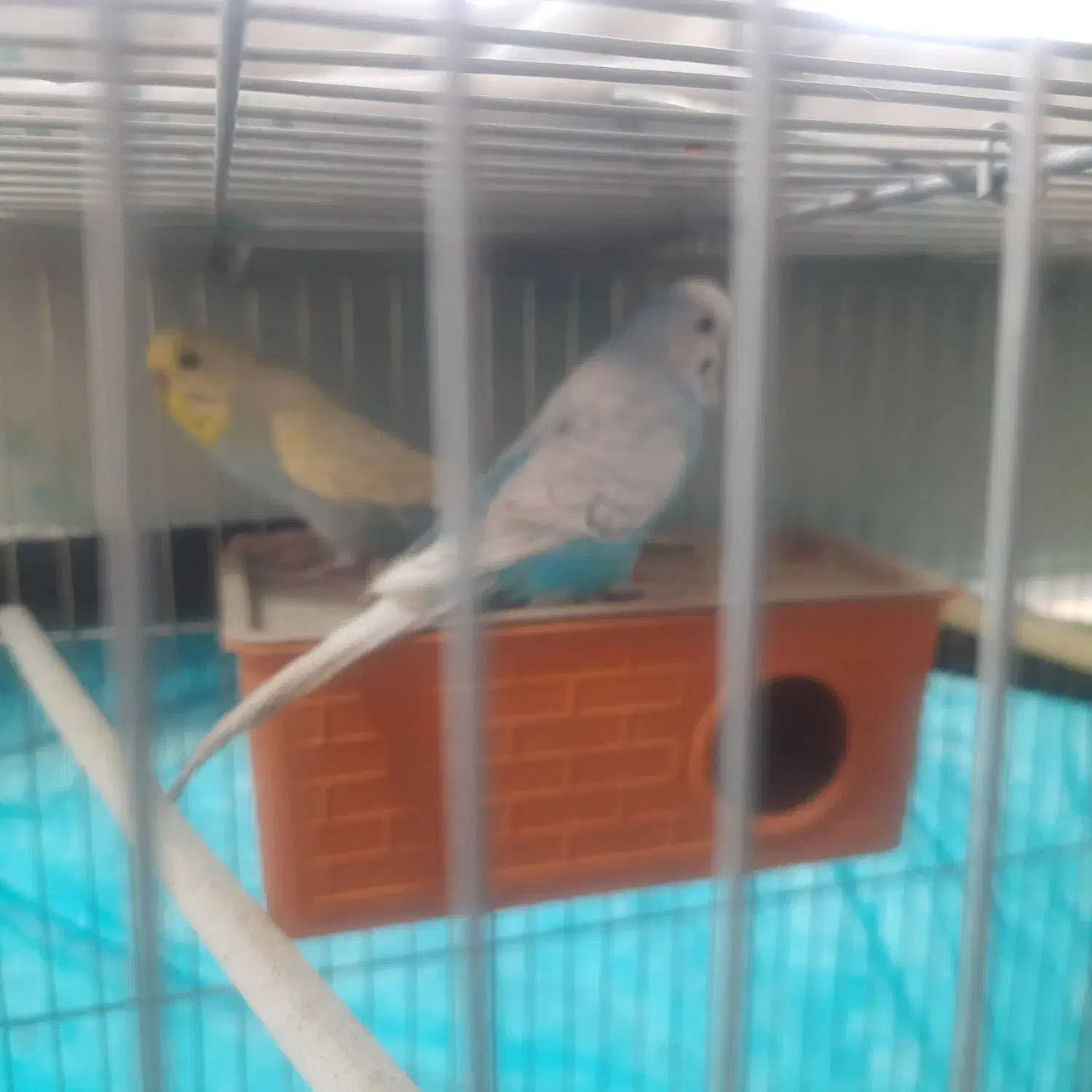 یک جفت مرغ عشق نر و ماده انگلیسی|پرنده|شهرکرد, |دیوار