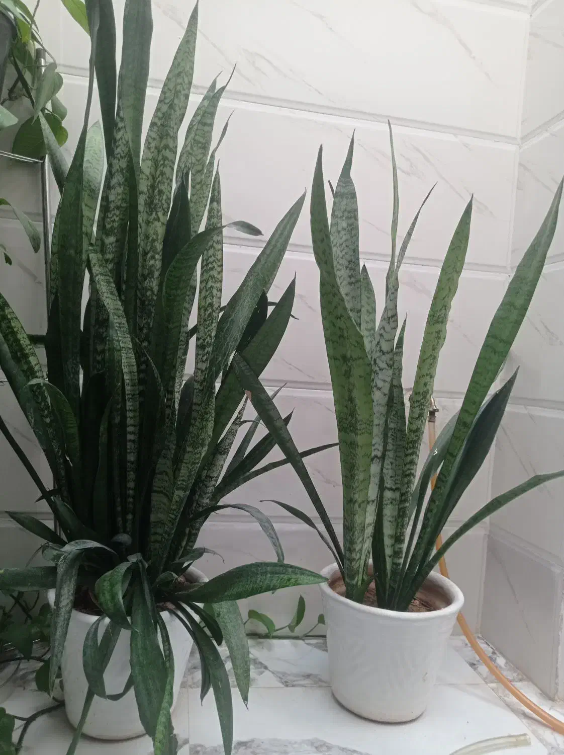 گل سانسوریا دوعدد|گل و گیاه طبیعی|ایذه, |دیوار