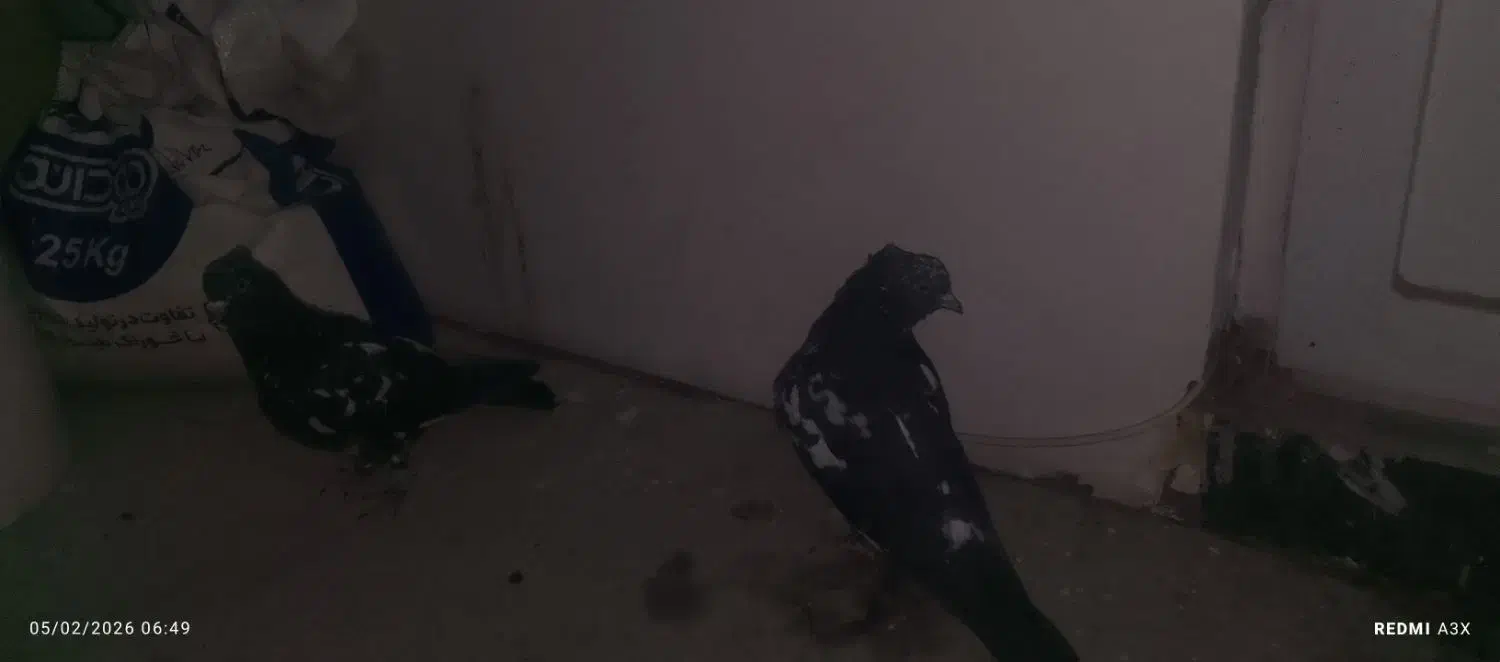 کفتر|پرنده|فولادشهر, C1|دیوار