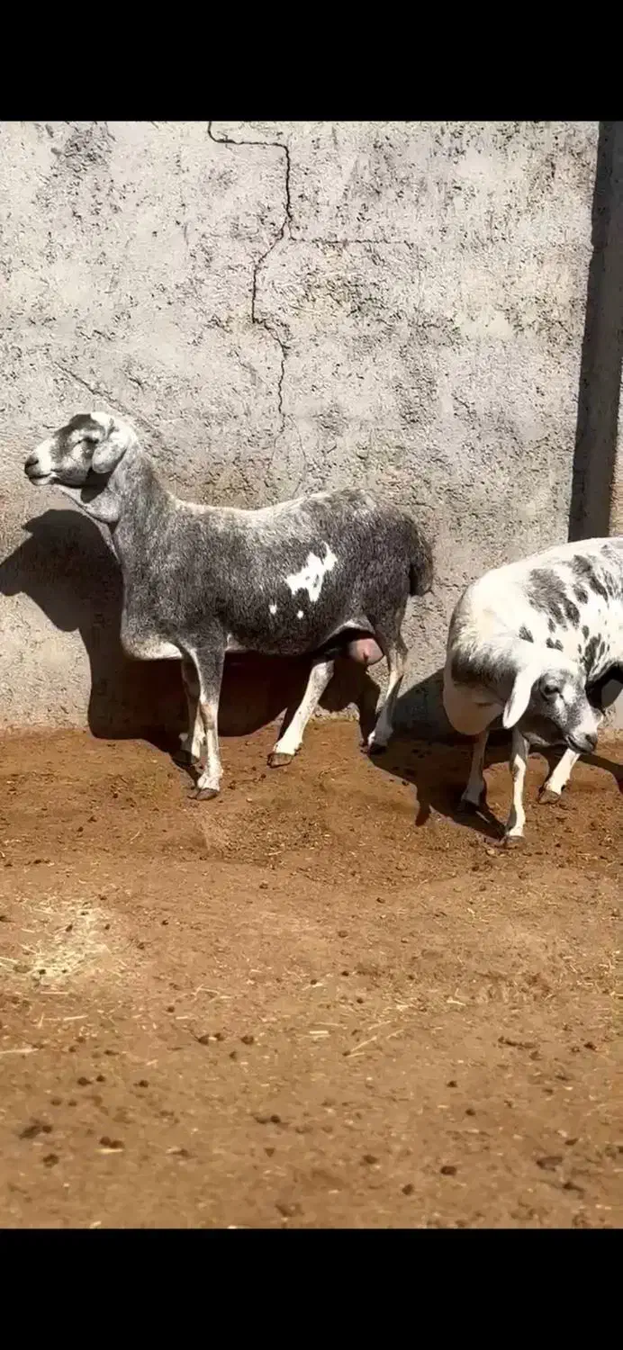 گل توپی|حیوانات مزرعه|قم, بلوار امین و ساحلی|دیوار