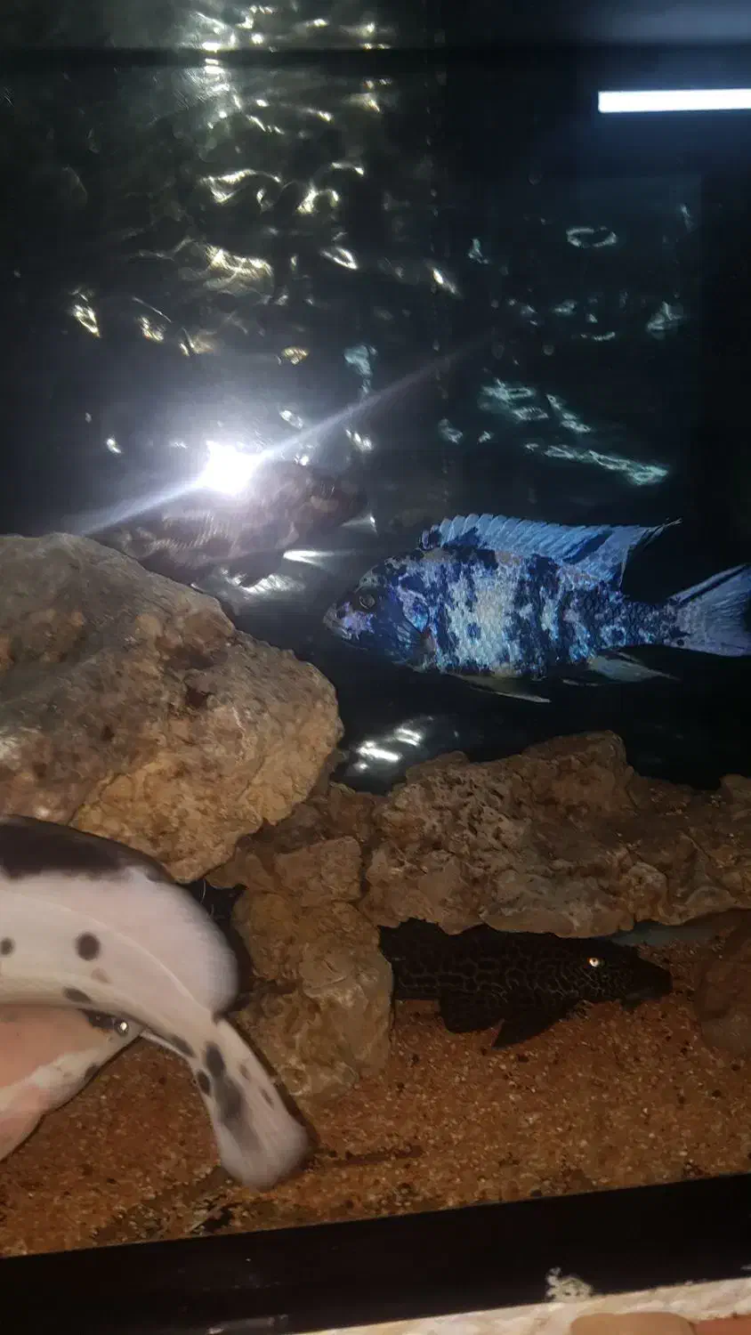 ماهی سیچلاید|ماهی|مشهد, شهید معقول|دیوار