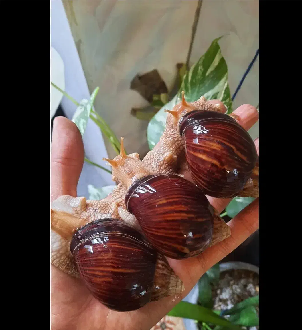 حلزون مارژیناتا ایماکولاتا|خزنده|اصفهان, چرخاب|دیوار