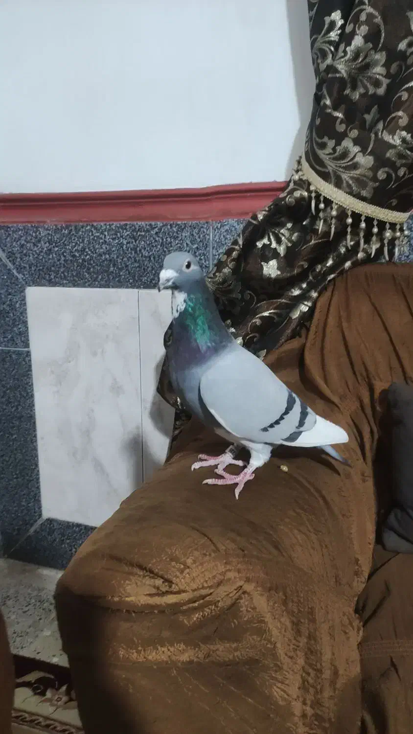 ویگن با اصالت معاوضع|پرنده|شوش, |دیوار