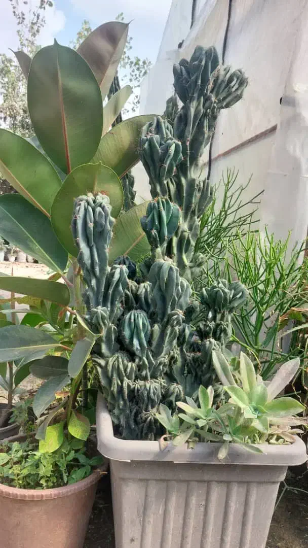 کاکتوس صخره ای|گل و گیاه طبیعی|رودبنه, |دیوار