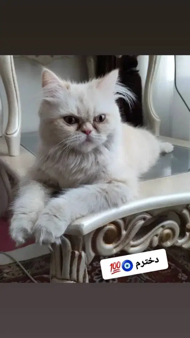 نر و ماده اصل|گربه|آمل, |دیوار