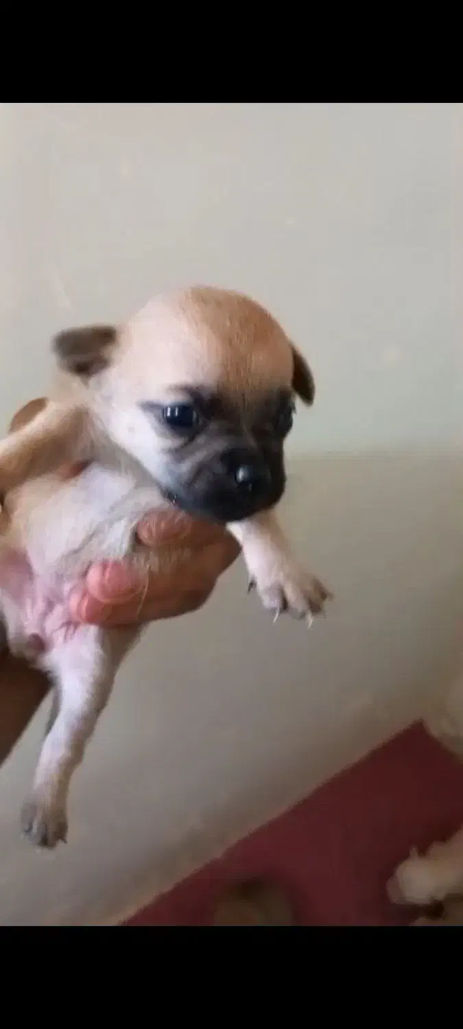 واگذاری توله اصیل پاگ|سگ|ابریشم, |دیوار