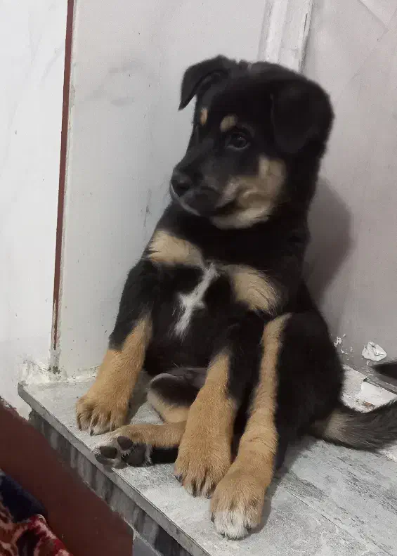 توله سگ روت وایلر|سگ|کرمانشاه, |دیوار