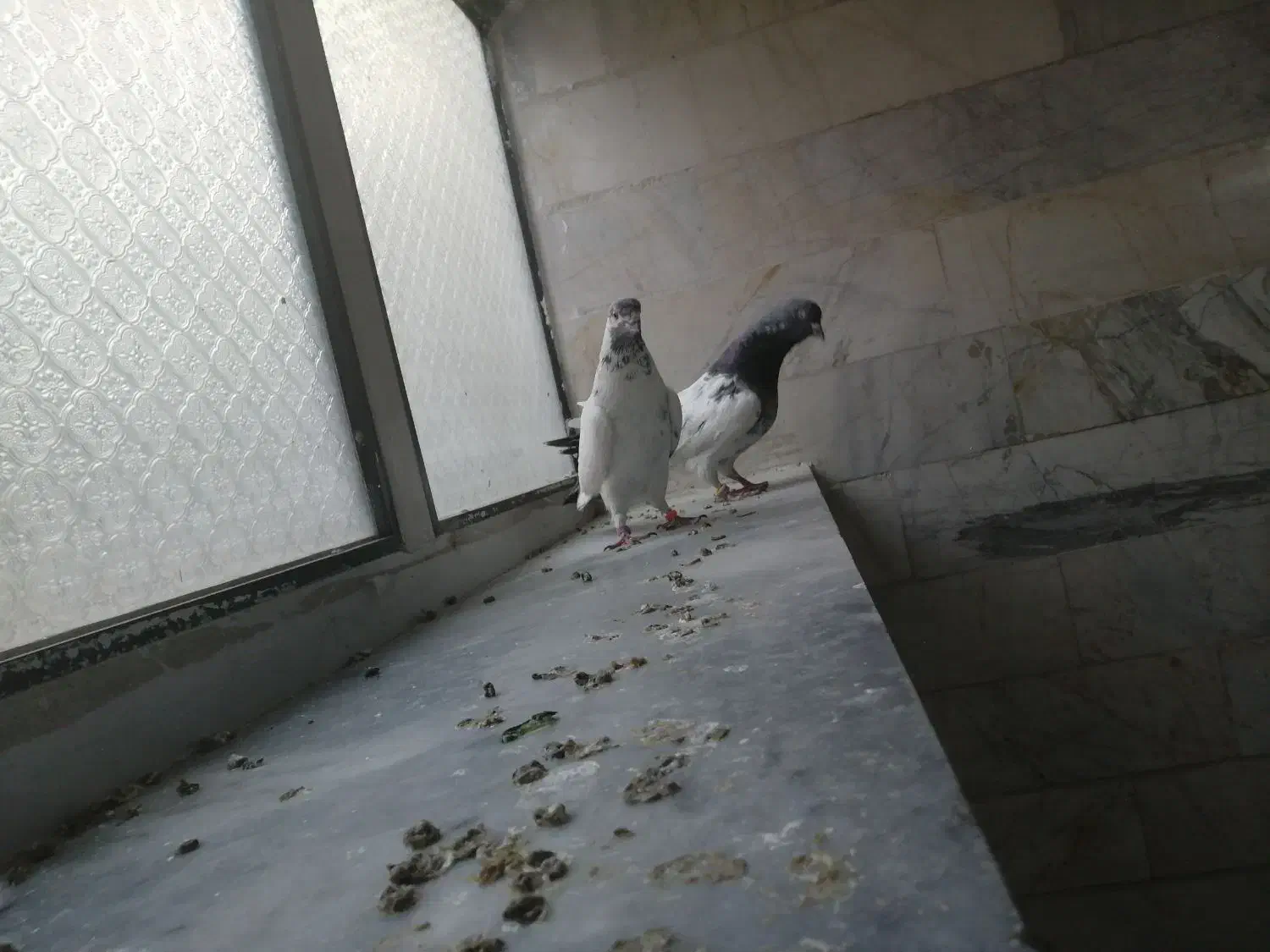 کبوتر گم شده|پرنده|قم, شهرک مهدیه (مدرس)|دیوار