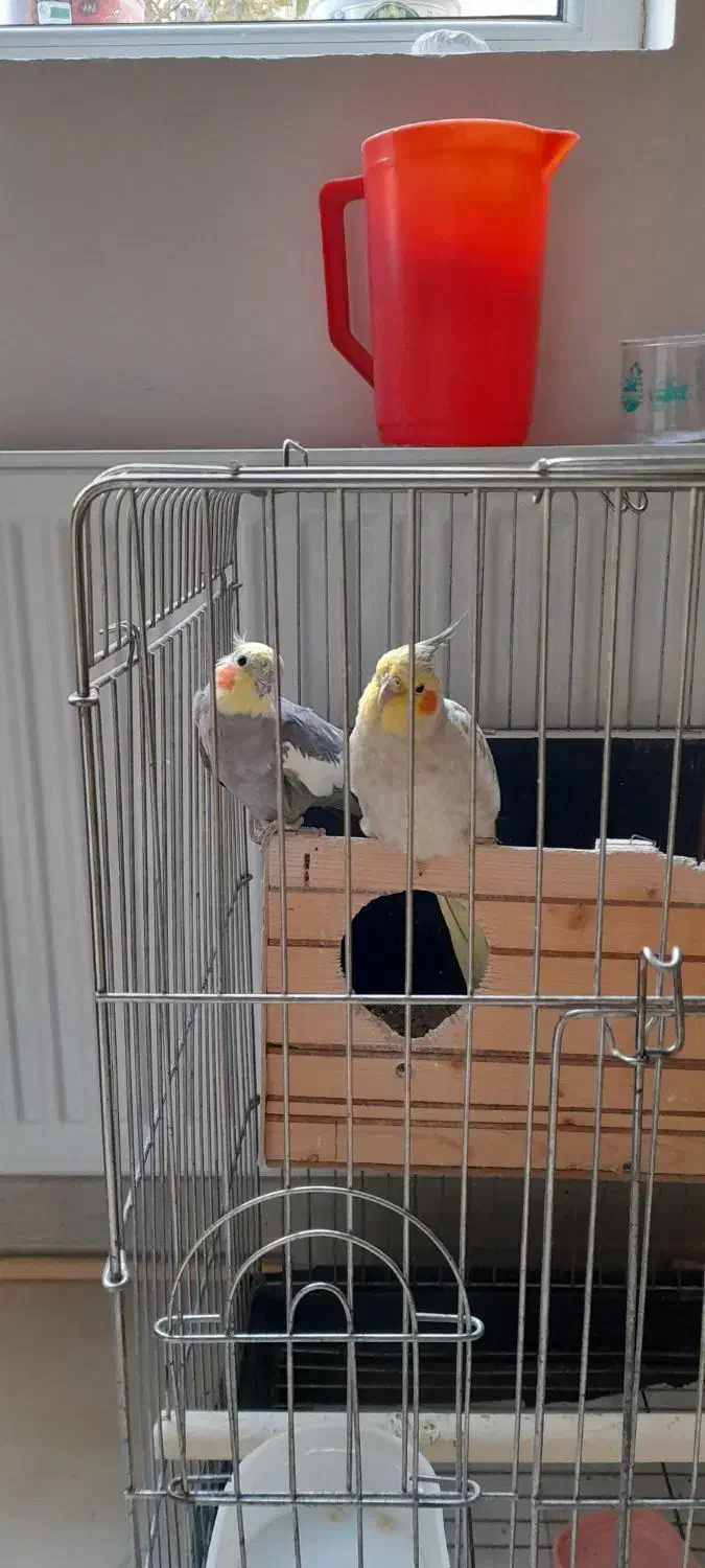 پرنده|پرنده|تهران, گلچین|دیوار