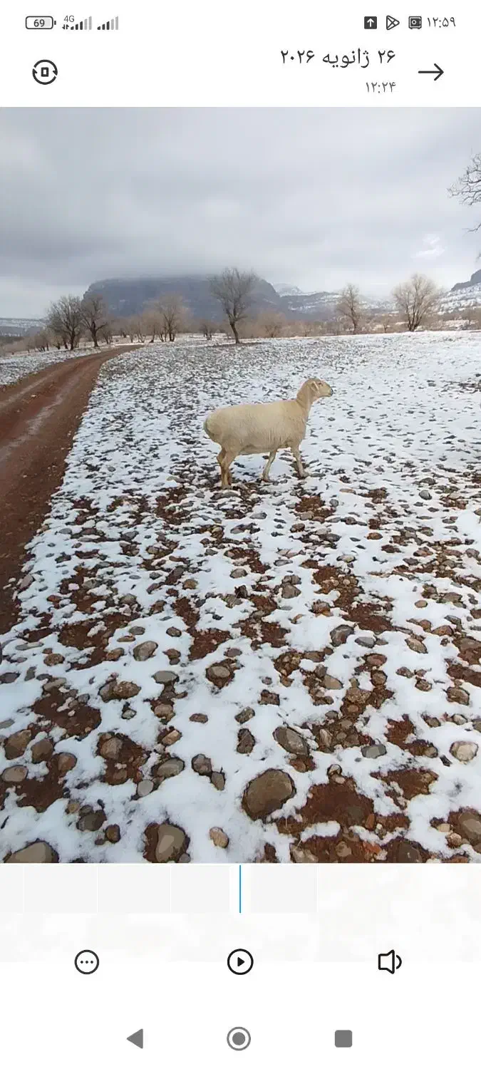 میش چینی پا بلند|حیوانات مزرعه|سی‌سخت, |دیوار