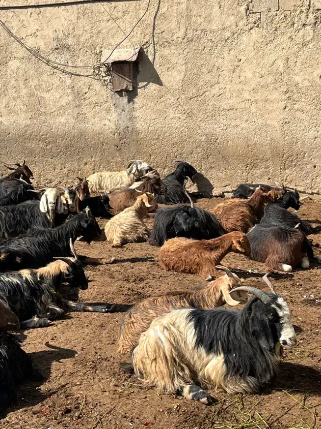 معامله پنجاه بز و چهل کهره با تراکتور|حیوانات مزرعه|مرودشت, رامجرد یک|دیوار