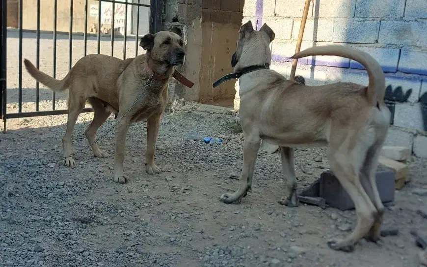 سگ ماده|سگ|رباط‌کریم, وهن آباد|دیوار