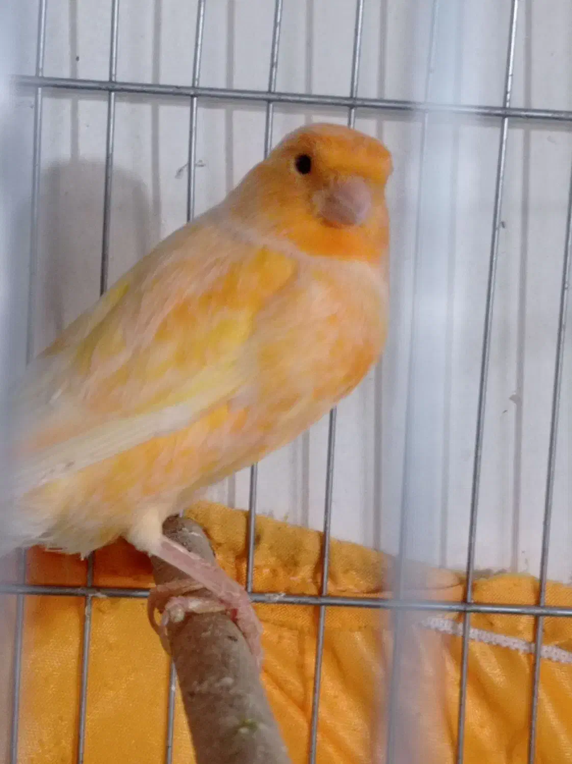 قناری|پرنده|تهران, مشیریه|دیوار