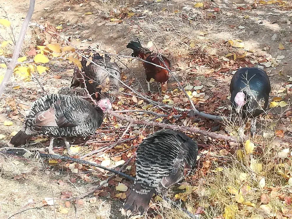 بوقلمون|حیوانات مزرعه|سارال, |دیوار