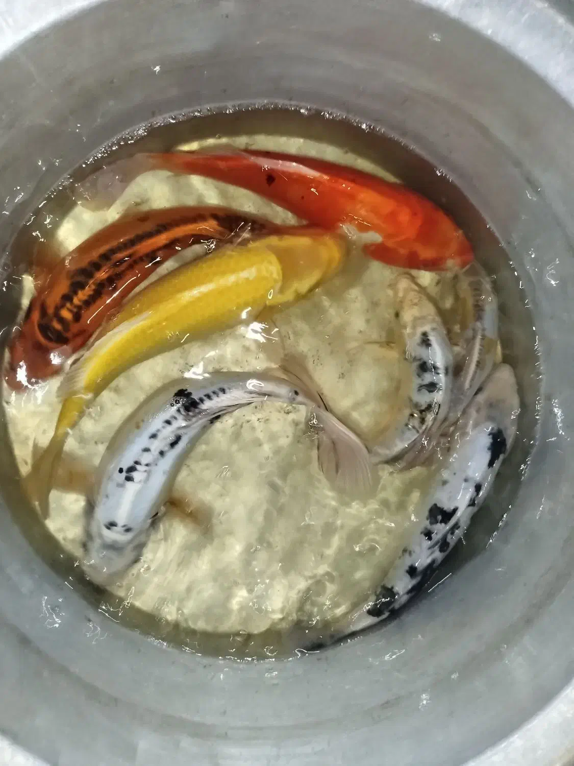 ماهی کوی|ماهی|سبزوار, هویزه|دیوار