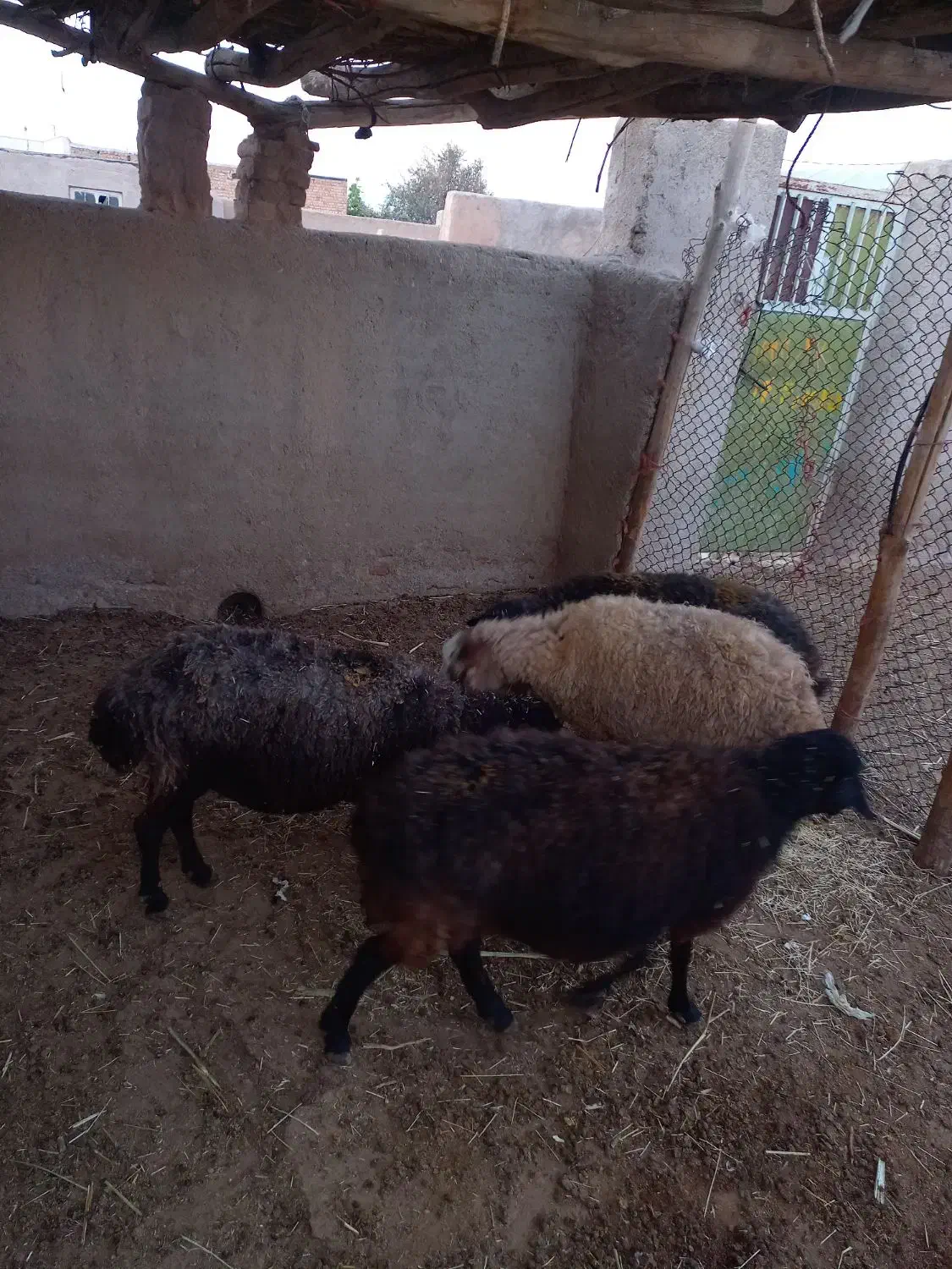 دو راس گوسفند|حیوانات مزرعه|زرندیه, |دیوار