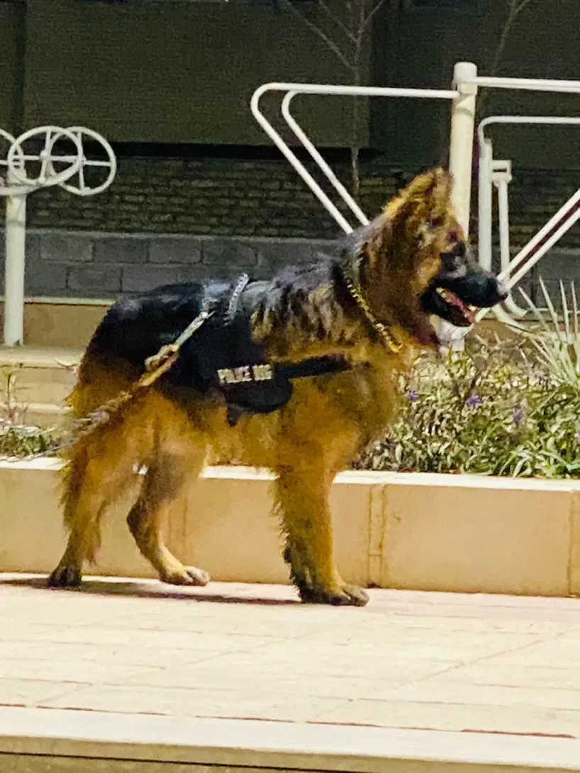 سگ ژرمن شپر کلاس A|سگ|کرمان, |دیوار