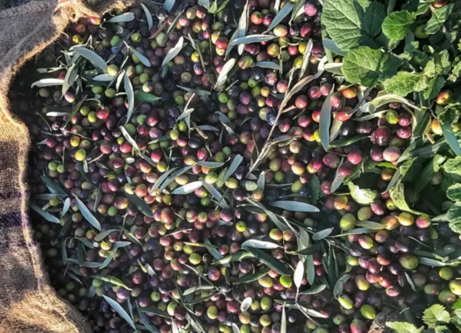 نهال های زیتون خوراکی پاکتی اصلاح شده باردار|خدمات باغبانی و درختکاری|کرمانشاه, |دیوار