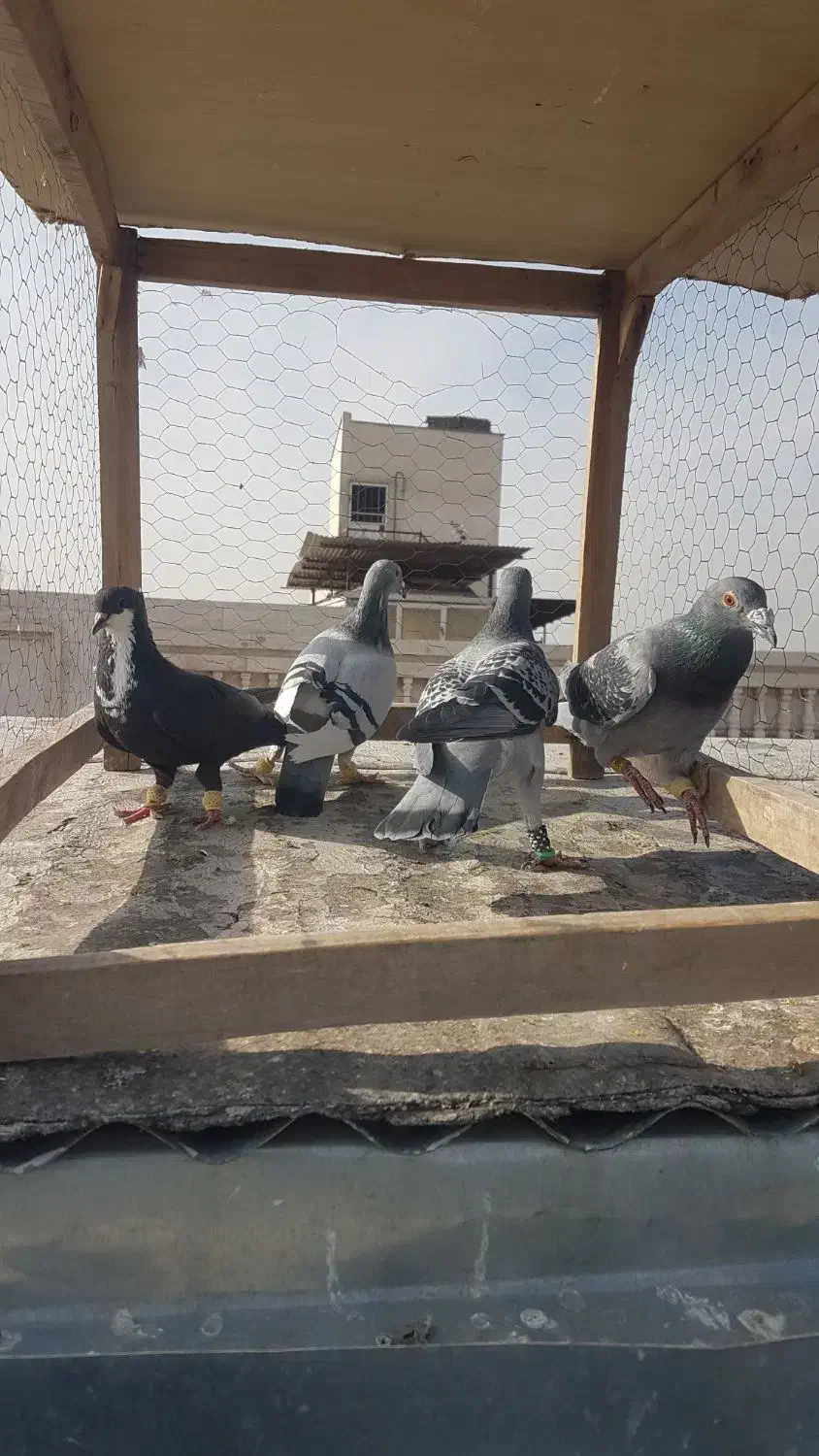 کبوتر سبز پولک، کرباتی|پرنده|مشهد, کارمندان دوم|دیوار