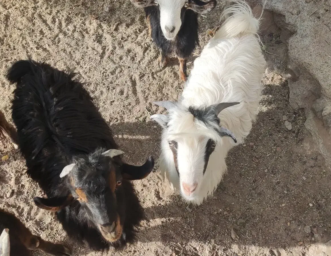 نر بز تکه و بزغاله نر و ماده در سربیشه|حیوانات مزرعه|سربیشه, |دیوار