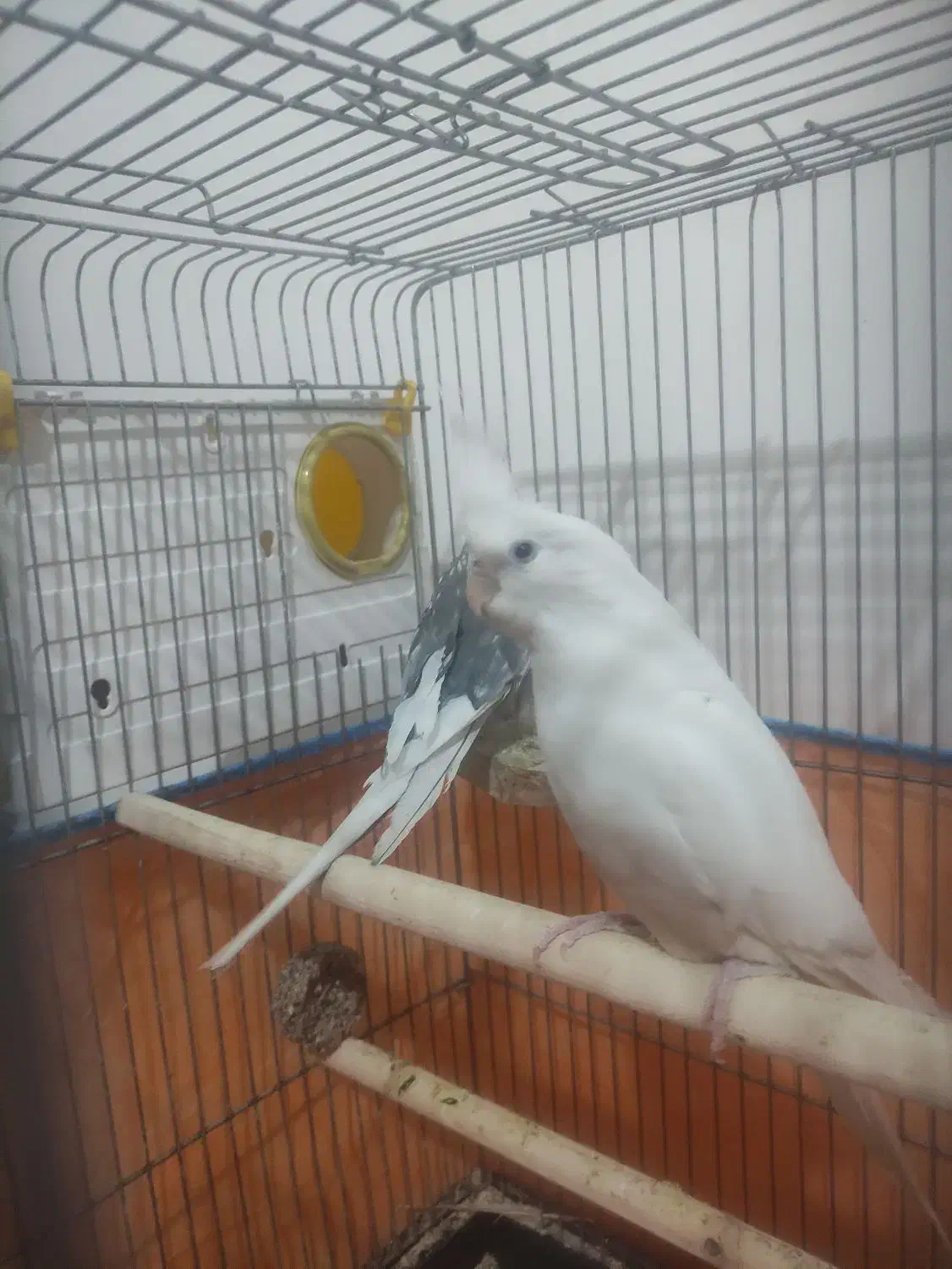 فروش عروس هلندی درشت آماده جوجه کشی با وسایل /فوری|پرنده|صحنه, |دیوار