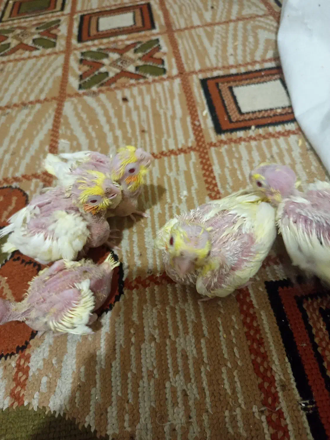 پرنده|پرنده|مشهد, کوی ولیعصر|دیوار