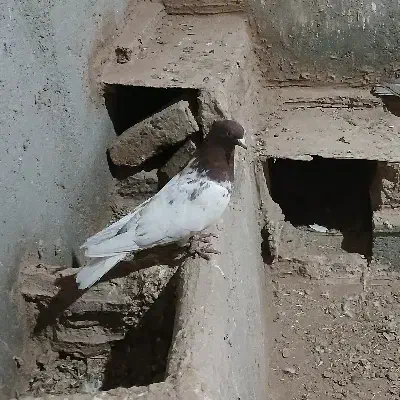 کله سرخ|پرنده|آبکوه, |دیوار