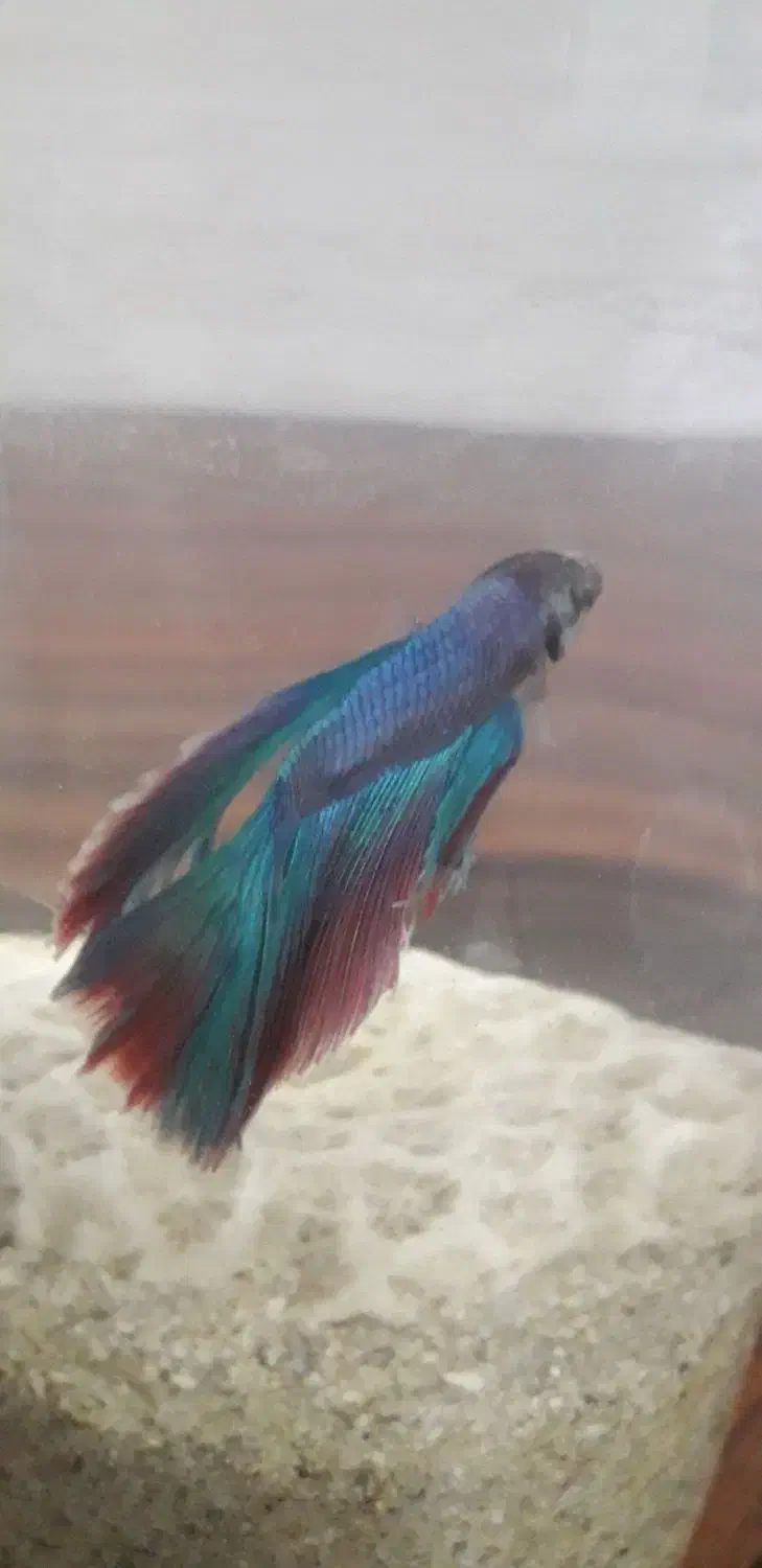 ماهی فایتر  زیبا|ماهی|کرمانشاه, |دیوار