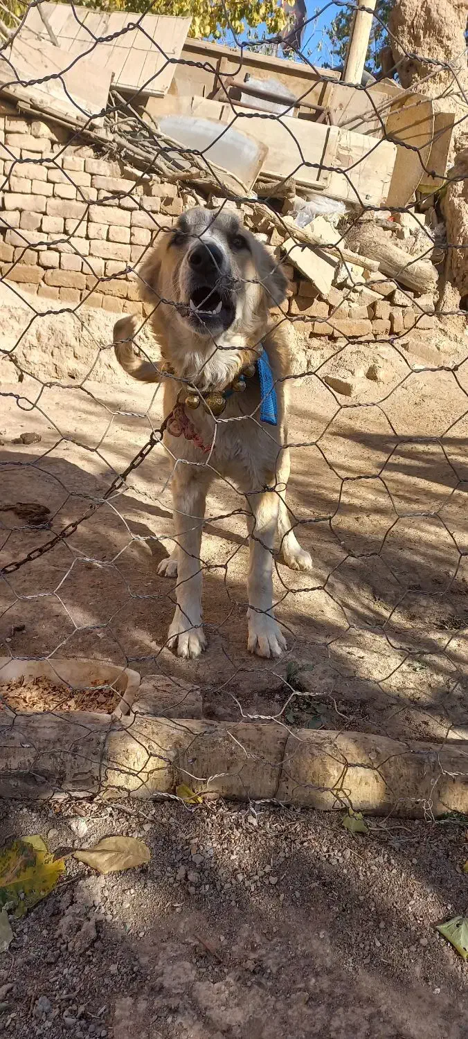 توله 8 ماهه نر|سگ|خنجین, |دیوار