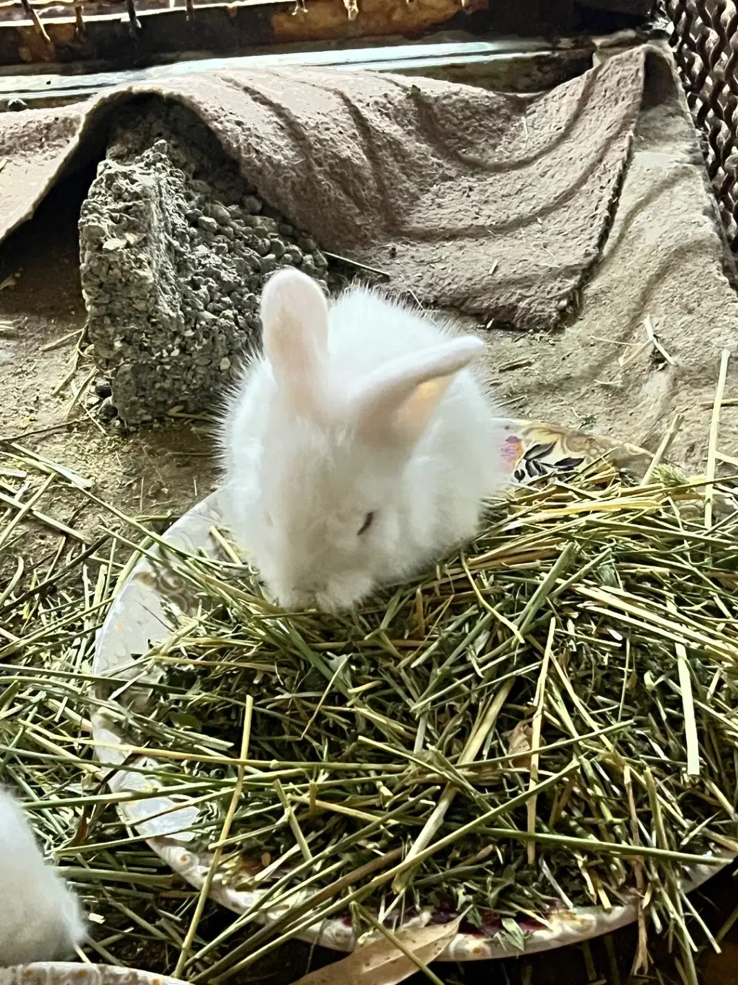 خرگوش لوپ|موش و خرگوش|بندر کنگان, |دیوار