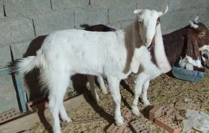 فروشی|حیوانات مزرعه|سراوان, |دیوار