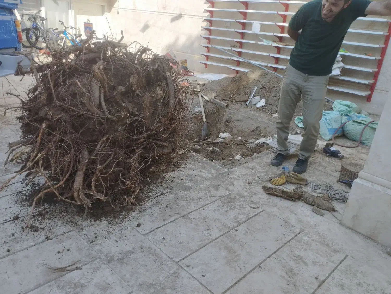 قطع کردن درخت برش درخت خرید درخت خریدچوب کندن درخت|خدمات باغبانی و درختکاری|مشهد, توس (بلوار توس)|دیوار