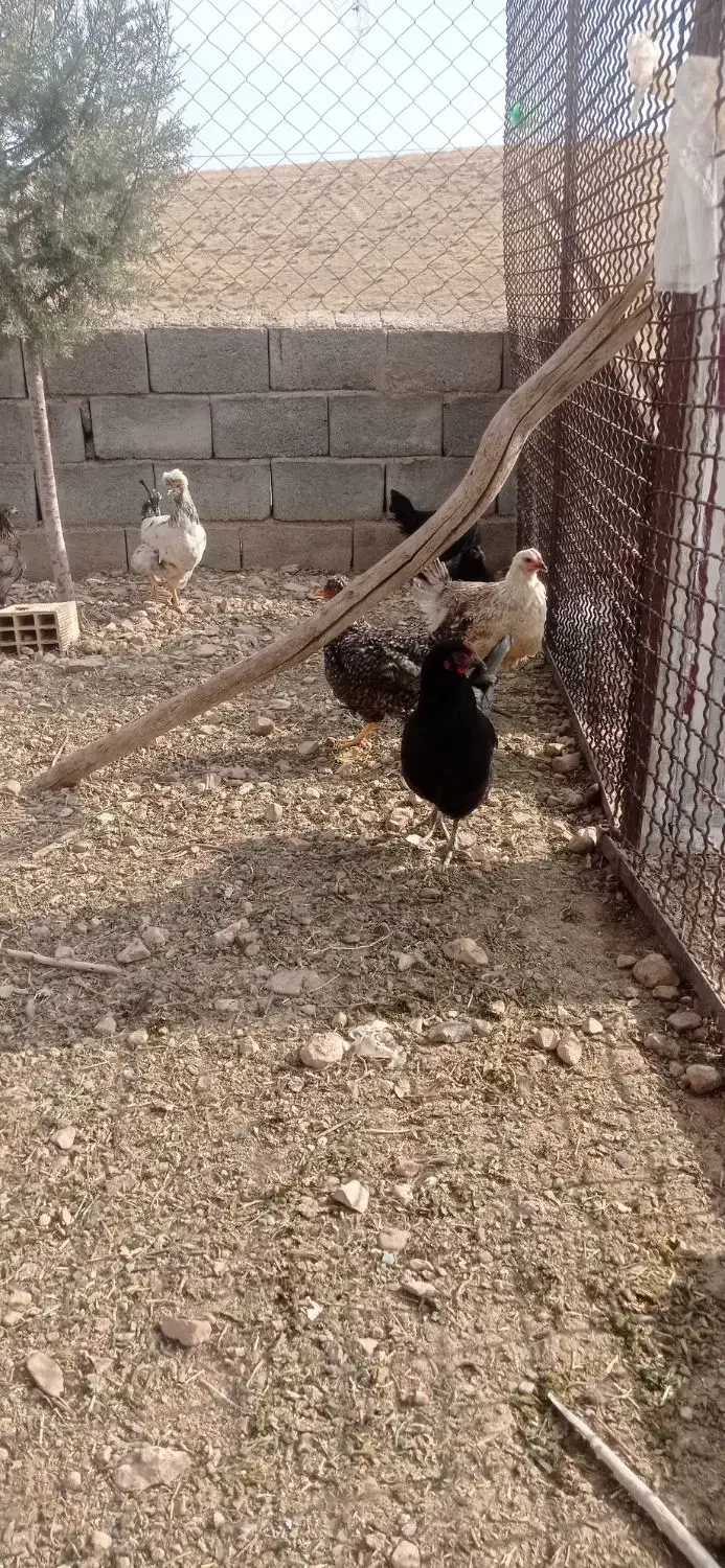 مرغ|حیوانات مزرعه|صوفیان, |دیوار