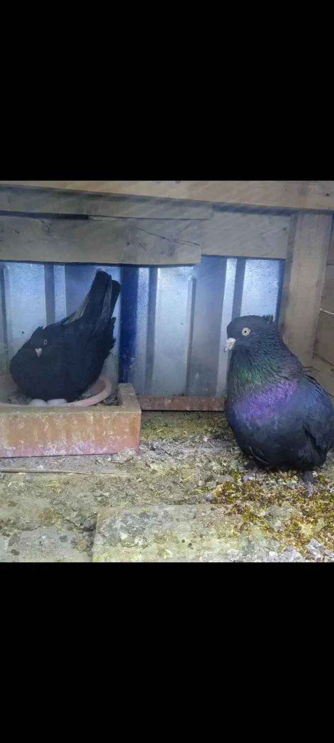 کبوتر|پرنده|بم, |دیوار