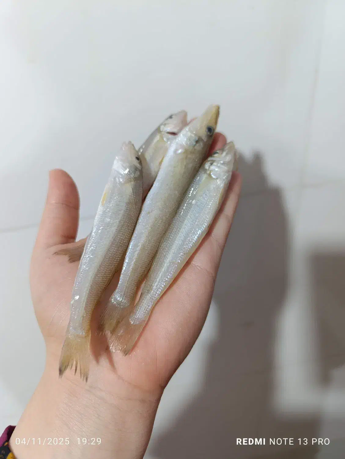 ماهی حواصیم|ماهی|ریگ, |دیوار