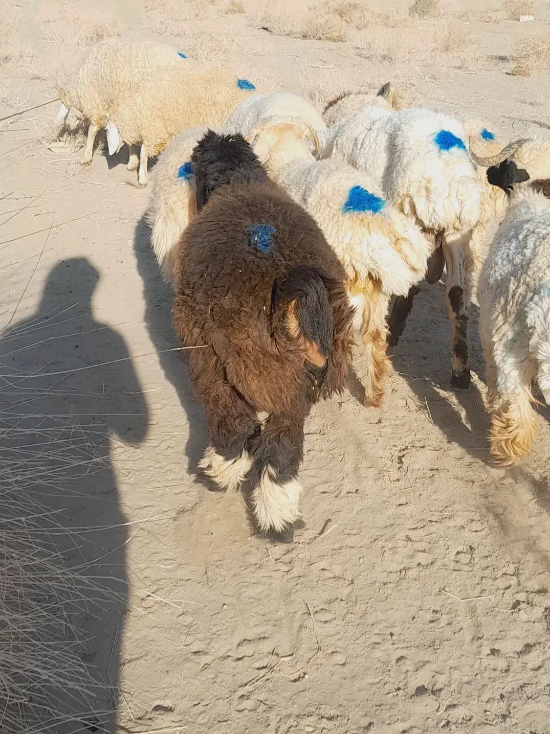 ۱۱راس شیشک دورگ قلمدار|حیوانات مزرعه|جیرفت, |دیوار